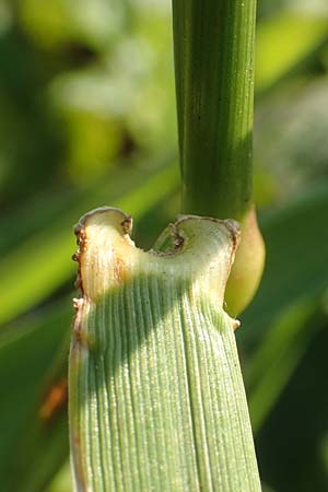 Festuca arundinacea \ Rohr-Schwingel / Tall Fescue, D Weinheim an der Bergstra&szlig;e 30.9.2018