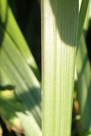 Festuca arundinacea \ Rohr-Schwingel / Tall Fescue, D Weinheim an der Bergstra&szlig;e 30.9.2018