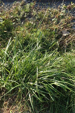 Festuca arundinacea \ Rohr-Schwingel / Tall Fescue, D Weinheim an der Bergstra&szlig;e 30.9.2018
