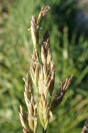 Festuca arundinacea \ Rohr-Schwingel / Tall Fescue, D Weinheim an der Bergstra&szlig;e 30.9.2018