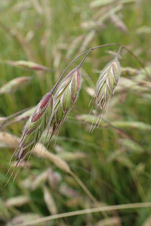 Bromus hordeaceus agg. \ Weiche Trespe / Soft Brome, D M&uuml;nzenberg 22.6.2019