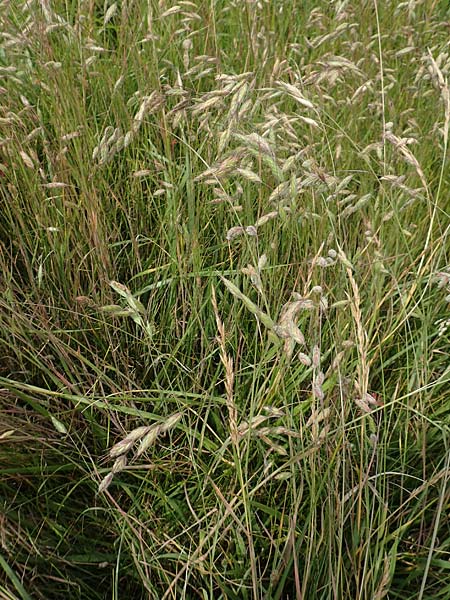 Bromus hordeaceus agg. \ Weiche Trespe / Soft Brome, D M&uuml;nzenberg 22.6.2019
