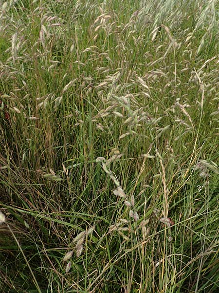 Bromus hordeaceus agg. \ Weiche Trespe / Soft Brome, D M&uuml;nzenberg 22.6.2019