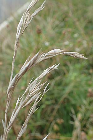 Bromus catharticus ? \ Purgier-Trespe, Pampas-Trespe / Rescue Brome, D Weinheim an der Bergstra&szlig;e 9.8.2019