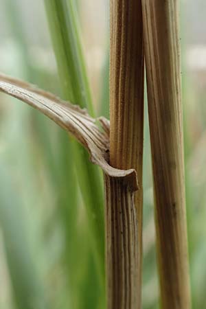 Bromus catharticus ? \ Purgier-Trespe, Pampas-Trespe / Rescue Brome, D Weinheim an der Bergstra&szlig;e 9.8.2019