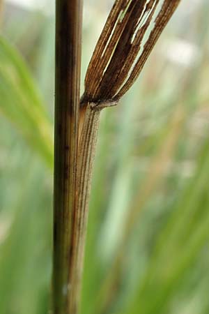 Bromus catharticus ? \ Purgier-Trespe, Pampas-Trespe / Rescue Brome, D Weinheim an der Bergstra&szlig;e 9.8.2019