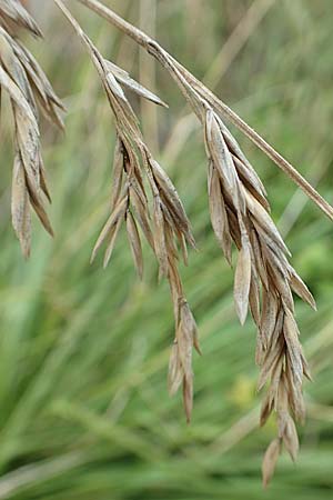 Bromus catharticus ? \ Purgier-Trespe, Pampas-Trespe / Rescue Brome, D Weinheim an der Bergstra&szlig;e 9.8.2019