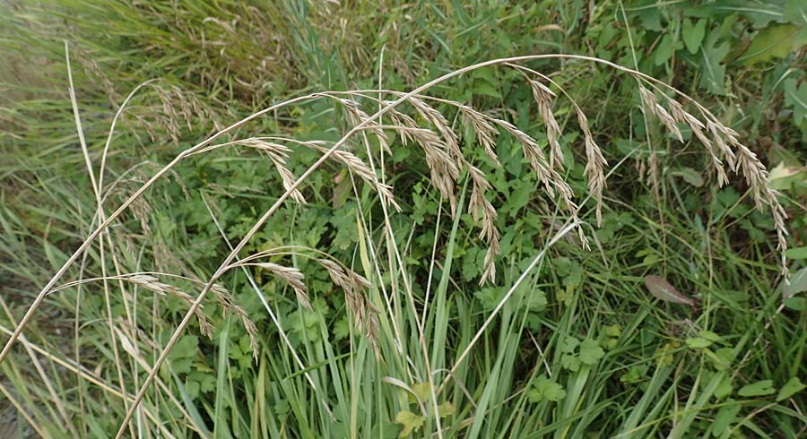 Bromus catharticus ? \ Purgier-Trespe, Pampas-Trespe / Rescue Brome, D Weinheim an der Bergstra&szlig;e 9.8.2019