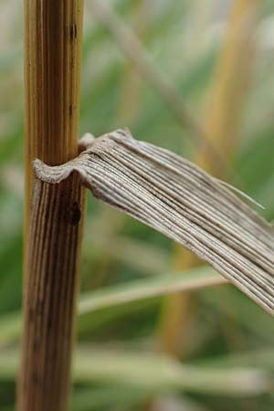 Bromus catharticus ? \ Purgier-Trespe, Pampas-Trespe / Rescue Brome, D Weinheim an der Bergstra&szlig;e 9.8.2019
