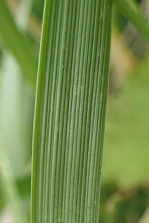 Bromus catharticus ? \ Purgier-Trespe, Pampas-Trespe / Rescue Brome, D Weinheim an der Bergstra&szlig;e 9.8.2019