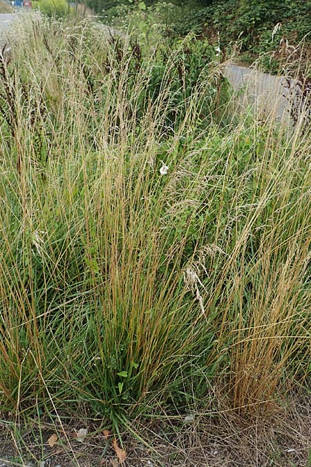 Bromus catharticus ? \ Purgier-Trespe, Pampas-Trespe / Rescue Brome, D Weinheim an der Bergstra&szlig;e 9.8.2019