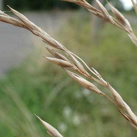 Bromus catharticus ? \ Purgier-Trespe, Pampas-Trespe / Rescue Brome, D Weinheim an der Bergstra&szlig;e 9.8.2019