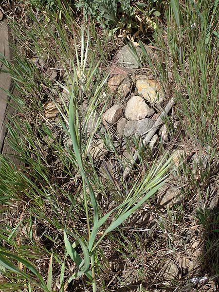 Bromus diandrus, Great Brome