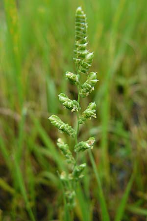 Beckmannia eruciformis \ Westsibirisches Doppel�hren-Gras, D Botan. Gar.  Universit.  Mainz 13.9.2008
