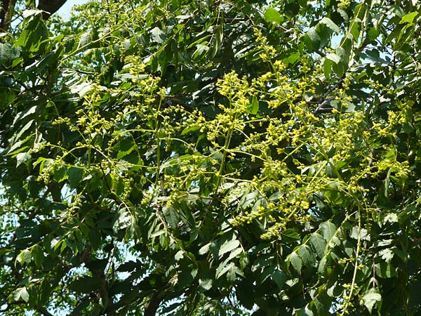 Koelreuteria paniculata \ Rispiger Blasenbaum, Blasen-Esche / Golden Rain Tree, D Mannheim 7.6.2015