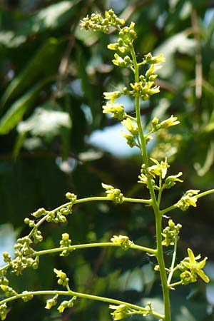Koelreuteria paniculata \ Rispiger Blasenbaum, Blasen-Esche / Golden Rain Tree, D Mannheim 7.6.2015