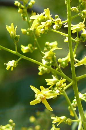 Koelreuteria paniculata \ Rispiger Blasenbaum, Blasen-Esche / Golden Rain Tree, D Mannheim 7.6.2015