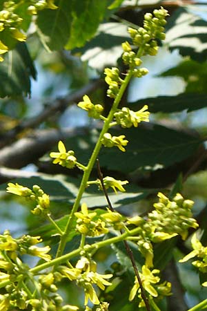 Koelreuteria paniculata \ Rispiger Blasenbaum, Blasen-Esche / Golden Rain Tree, D Mannheim 7.6.2015