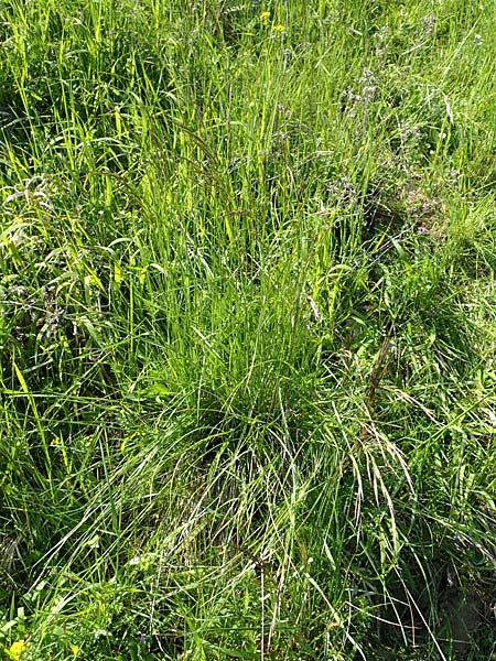 Bromus erectus \ Aufrechte Trespe, Berg-Trespe / Erect Brome, D Sinsheim 6.5.2016