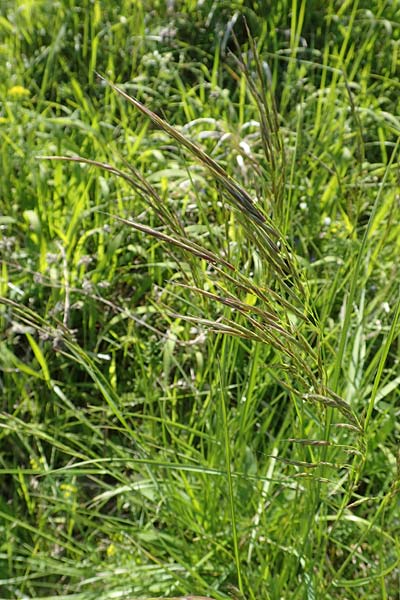 Bromus erectus \ Aufrechte Trespe, Berg-Trespe / Erect Brome, D Sinsheim 6.5.2016