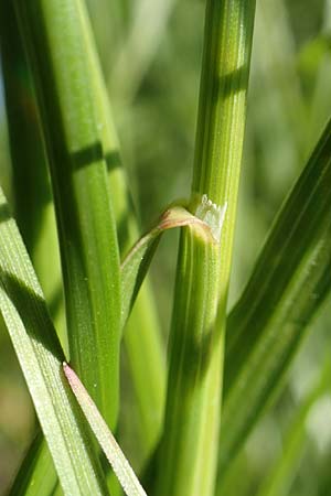 Bromus erectus \ Aufrechte Trespe, Berg-Trespe / Erect Brome, D Sinsheim 6.5.2016