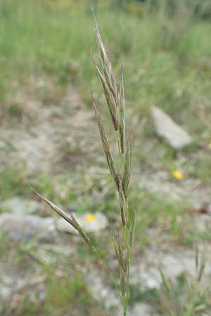 Bromus erectus \ Aufrechte Trespe, Berg-Trespe / Erect Brome, D Lorch am Rhein 9.5.2018