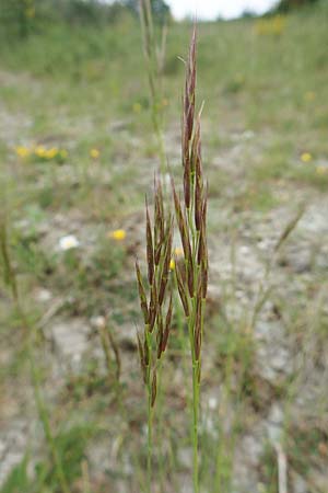 Bromus erectus \ Aufrechte Trespe, Berg-Trespe / Erect Brome, D Lorch am Rhein 9.5.2018