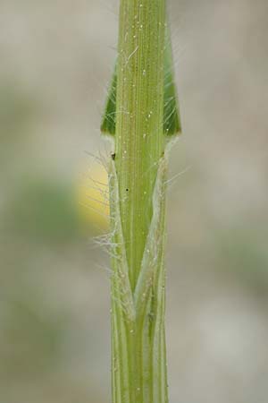 Bromus erectus \ Aufrechte Trespe, Berg-Trespe / Erect Brome, D Lorch am Rhein 9.5.2018