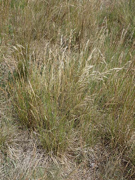 Bromus erectus, Erect Brome