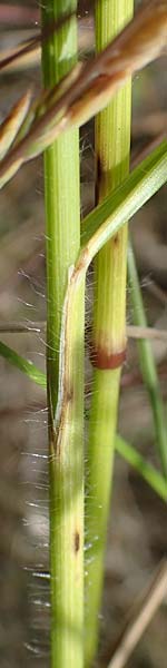 Bromus erectus \ Aufrechte Trespe, Berg-Trespe / Erect Brome, D Th&uuml;ringen, Bad Frankenhausen 8.6.2022