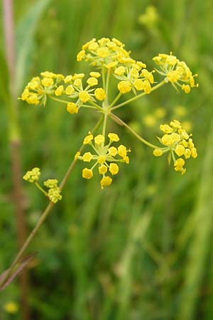 Bupleurum falcatum \ Langbl�ttriges Hasenohr, Sichelbl�ttriges Hasenohr / Sickle-Leaved Hare's Ear, D Grettstadt 18.7.2015