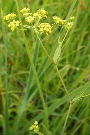 Bupleurum falcatum \ Langbl�ttriges Hasenohr, Sichelbl�ttriges Hasenohr / Sickle-Leaved Hare's Ear, D Grettstadt 18.7.2015