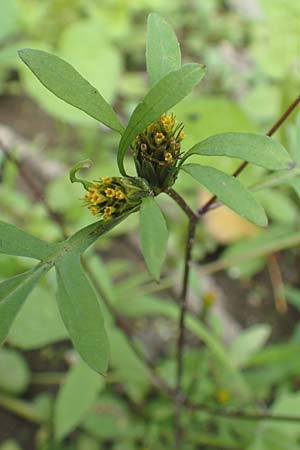 Bidens frondosa / Devil's Beggarticks, D Karlsruhe 3.10.2015