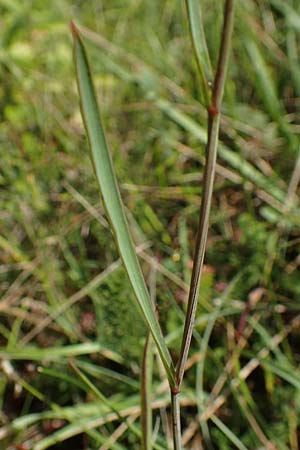 Bupleurum falcatum \ Langbl�ttriges Hasenohr, Sichelbl�ttriges Hasenohr / Sickle-Leaved Hare's Ear, D Buchen 19.8.2017