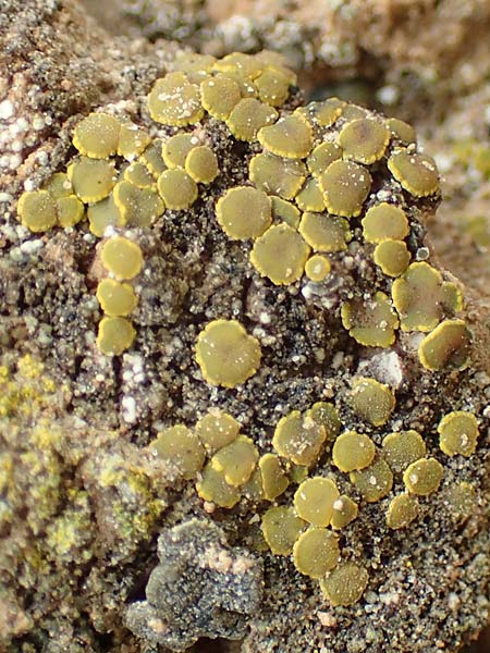 Lecanorales specB ? \ Flechte / Lichen, D Alsheim 1.6.2018