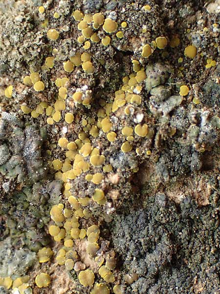 Lecanorales specB ? \ Flechte / Lichen, D Alsheim 1.6.2018