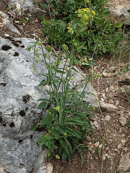 Bupleurum falcatum \ Langbl�ttriges Hasenohr, Sichelbl�ttriges Hasenohr / Sickle-Leaved Hare's Ear, D Beuron 26.6.2018