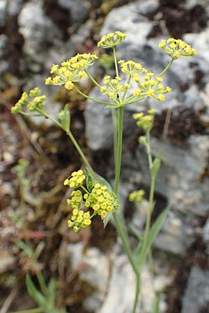 Bupleurum falcatum \ Langbl�ttriges Hasenohr, Sichelbl�ttriges Hasenohr / Sickle-Leaved Hare's Ear, D Beuron 26.6.2018