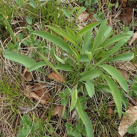 Bupleurum falcatum \ Langbl�ttriges Hasenohr, Sichelbl�ttriges Hasenohr / Sickle-Leaved Hare's Ear, D Waldshut-Tiengen 1.5.2019