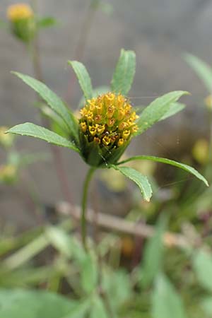 Bidens frondosa / Devil's Beggarticks, D Bochum 9.9.2020