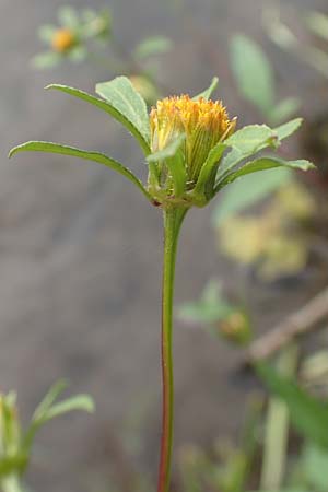 Bidens frondosa / Devil's Beggarticks, D Bochum 9.9.2020