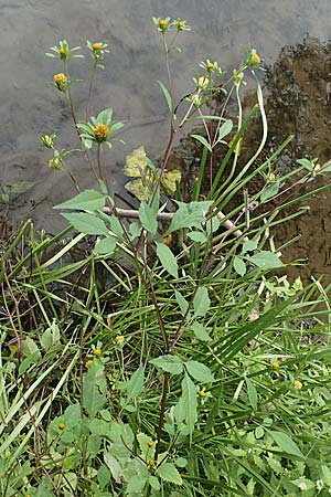 Bidens frondosa / Devil's Beggarticks, D Bochum 9.9.2020