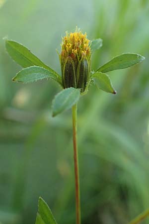 Bidens frondosa / Devil's Beggarticks, D Brandenburg, Havelaue-G&uuml;lpe 17.9.2020