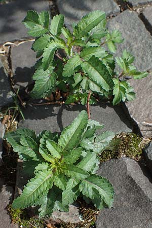 Bidens triplinervia var. macrantha, Dreinerviger Zweizahn