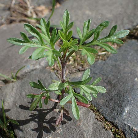 Bidens triplinervia var. macrantha \ Dreinerviger Zweizahn / Three-Nerved Beggarticks, D Essen 9.8.2021