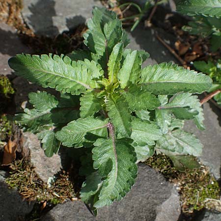 Bidens triplinervia var. macrantha \ Dreinerviger Zweizahn / Three-Nerved Beggarticks, D Essen 9.8.2021