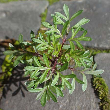 Bidens triplinervia var. macrantha \ Dreinerviger Zweizahn / Three-Nerved Beggarticks, D Essen 9.8.2021