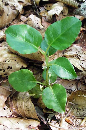 Orthilia secunda \ Birngr�n, Nickendes Wintergr�n / Serrated Winter Green, D Neresheim 10.7.2015