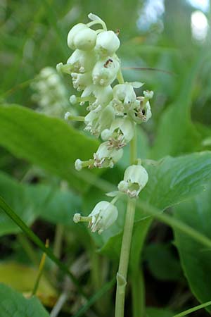 Orthilia secunda \ Birngr�n, Nickendes Wintergr�n / Serrated Winter Green, D Pfronten 28.6.2016