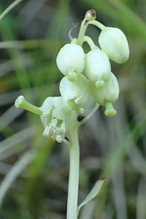 Orthilia secunda \ Birngr�n, Nickendes Wintergr�n / Serrated Winter Green, D Pfronten 28.6.2016